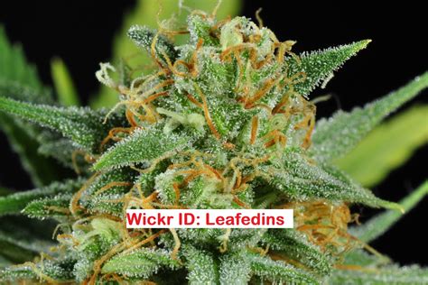 We work directly with farmers to maintain our pricing as low as possible for cannabis fans looking for quality weed buds. . Wickr 420 melbourne